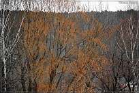 Orange Weiden-zweige im Winter